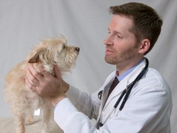 Du kan i stedet give hundemassage
