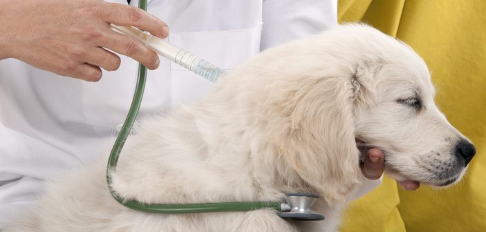 Får dit kæledyr for mange vacciner?